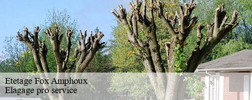 Etetage fox-amphoux-83670 Elagage pro service